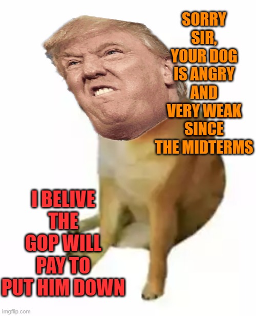 SORRY SIR, YOUR DOG IS ANGRY AND VERY WEAK SINCE THE MIDTERMS I BELIVE THE GOP WILL PAY TO PUT HIM DOWN | made w/ Imgflip meme maker