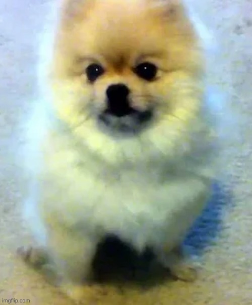 [Here, have this dog for no reason] [This isn't mine btw] | image tagged in idk,stuff,s o u p,carck | made w/ Imgflip meme maker