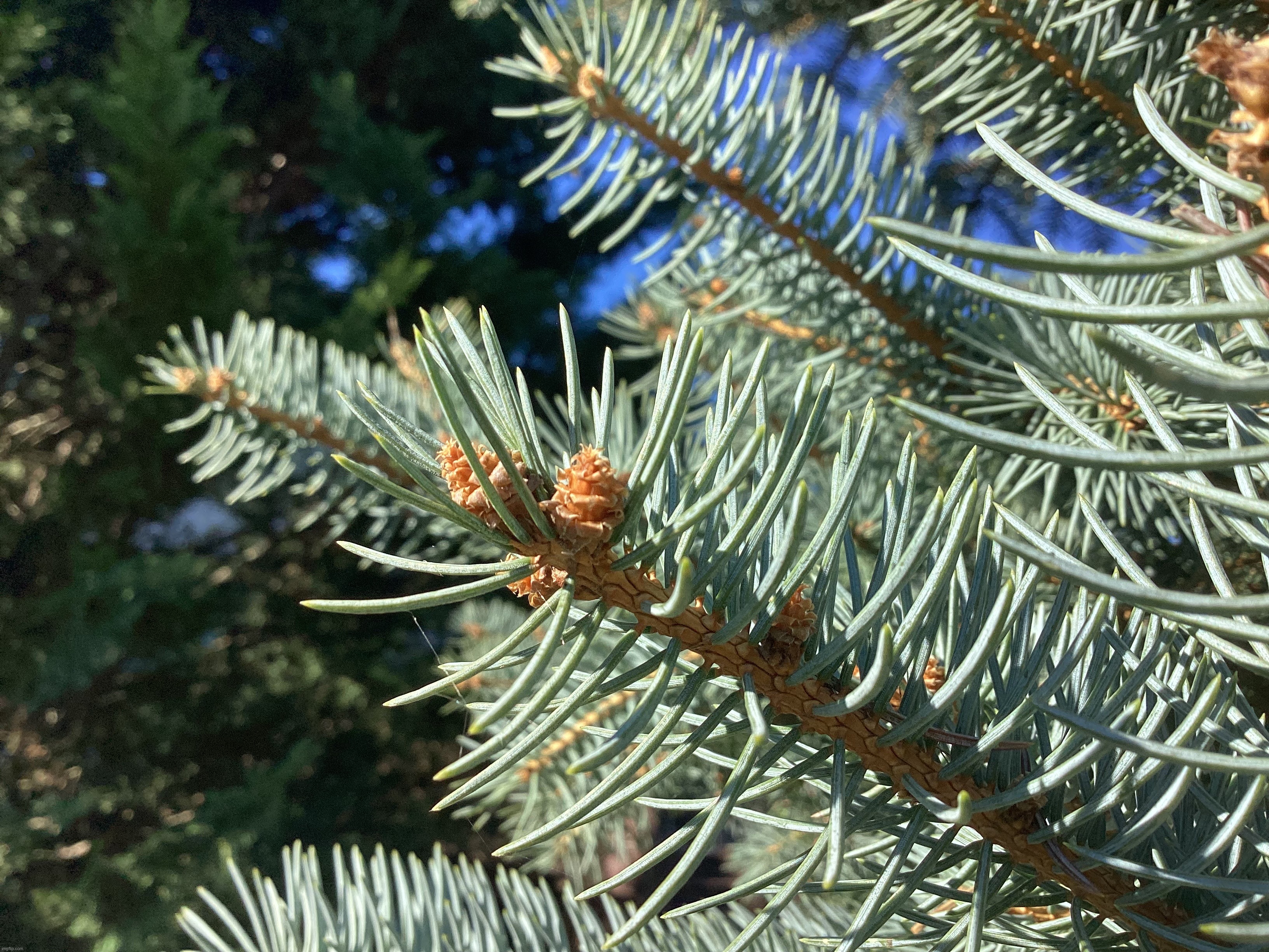 Blue Pine Needles | image tagged in share your own photos | made w/ Imgflip meme maker