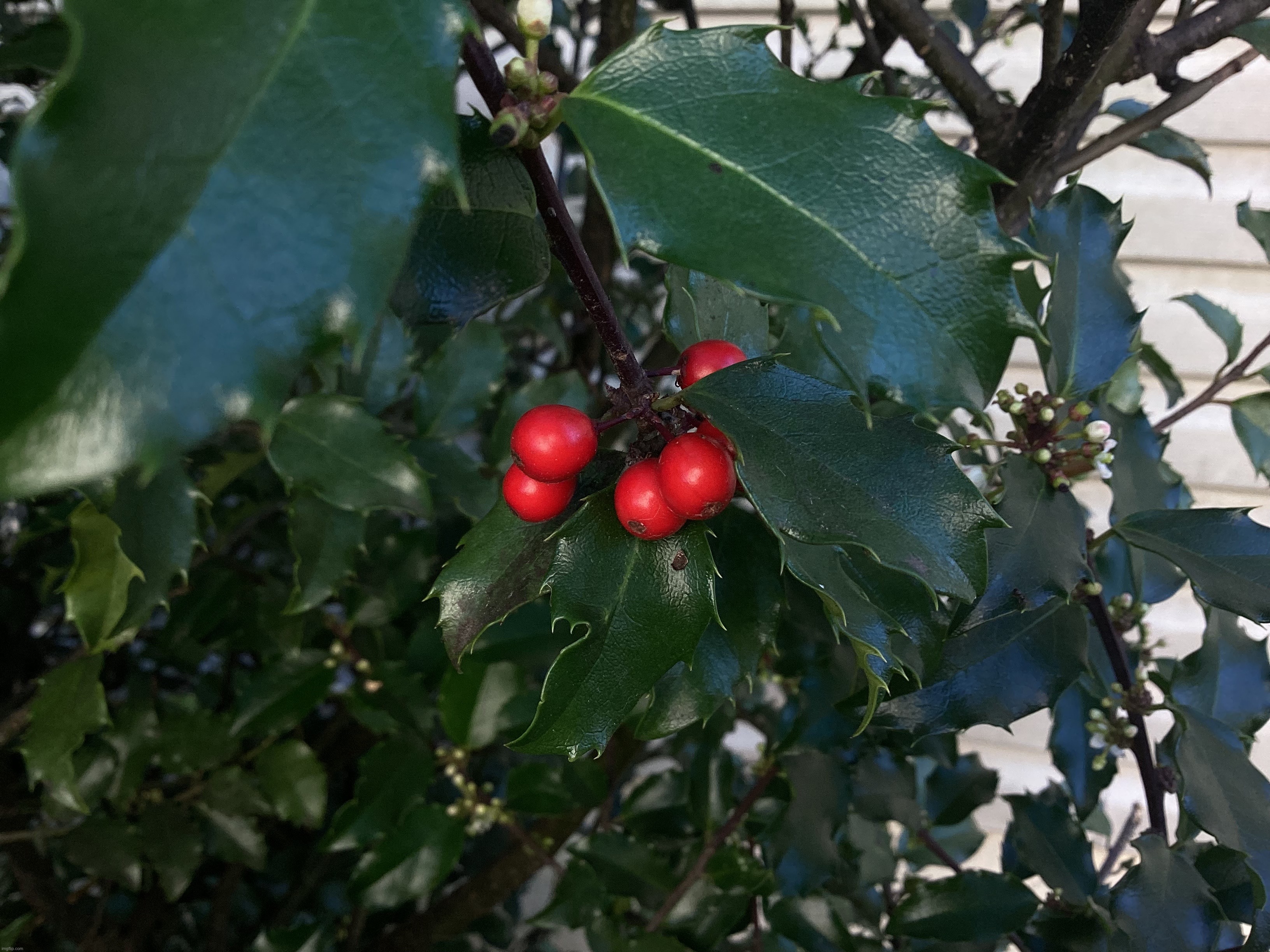 Holly Bush Berries | image tagged in share your own photos | made w/ Imgflip meme maker