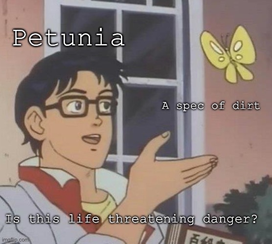 -Petunia panicking- D: | Petunia; A spec of dirt; Is this life threatening danger? | image tagged in memes,is this a pigeon | made w/ Imgflip meme maker