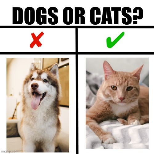 Cats or dogs comparison | DOGS OR CATS? | image tagged in yes or no - two things compared,cats,dogs,choices,pets,cute | made w/ Imgflip meme maker