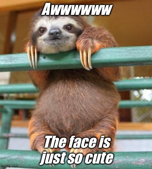 Slothy  sloth | Awwwwww; The face is just so cute | image tagged in cute sloth | made w/ Imgflip meme maker