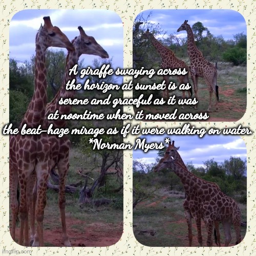 The Graceful Giraffe | A giraffe swaying across the horizon at sunset is as serene and graceful as it was at noontime when it moved across the beat-haze mirage as if it were walking on water.
*Norman Myers* | image tagged in wisdom | made w/ Imgflip meme maker