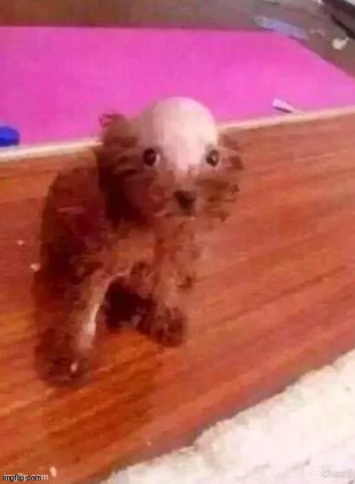 bald doggo | image tagged in bald doggo | made w/ Imgflip meme maker