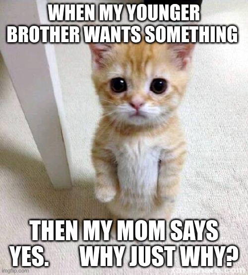 the face | WHEN MY YOUNGER BROTHER WANTS SOMETHING; THEN MY MOM SAYS YES.       WHY JUST WHY? | image tagged in memes,cute cat | made w/ Imgflip meme maker