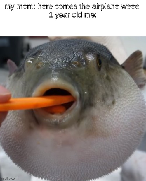 AEUGH | my mom: here comes the airplane weee 
1 year old me: | image tagged in pufferfish eating carrot | made w/ Imgflip meme maker