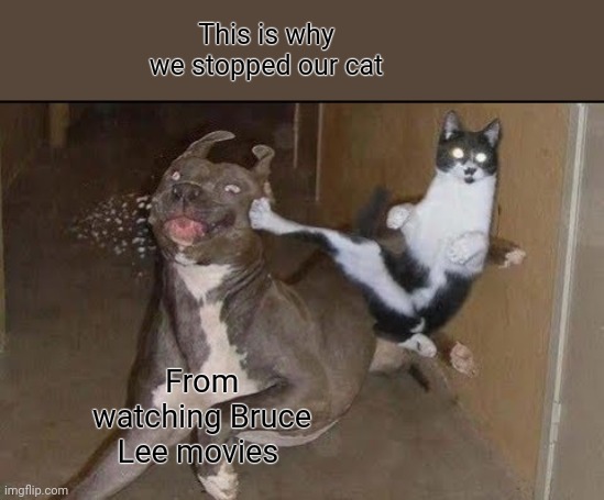 Cat kicking dog | This is why we stopped our cat; From watching Bruce Lee movies | image tagged in cat kicking dog | made w/ Imgflip meme maker