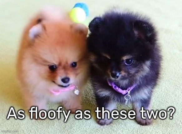 Two doggos | As floofy as these two? | image tagged in dogs | made w/ Imgflip meme maker