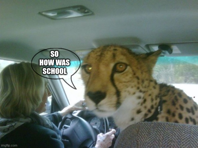 so how was school cheetah | SO HOW WAS SCHOOL | image tagged in so how was school cheetah | made w/ Imgflip meme maker