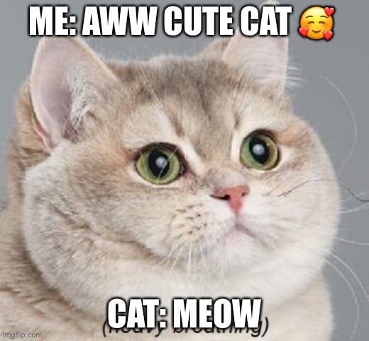 Cute Cat Meme - Imgflip