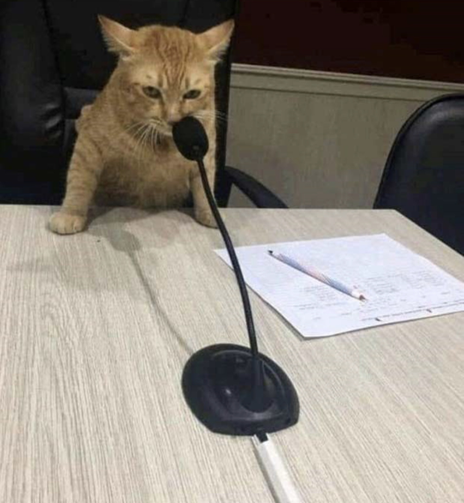 cat saying ‘would’ into microphone template Blank Meme Template