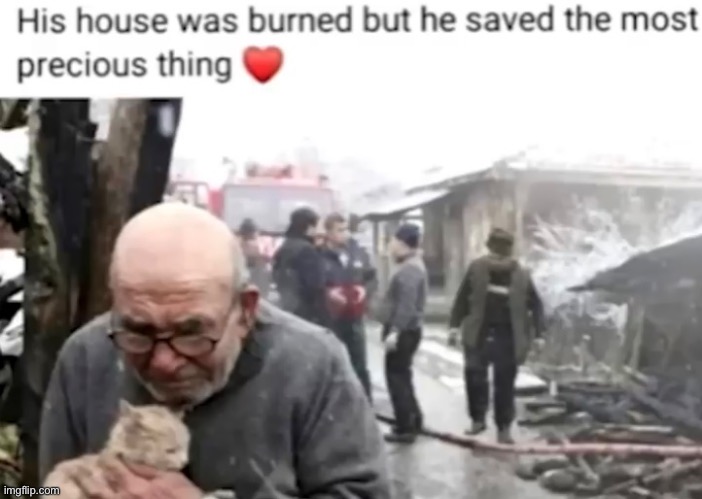 Wholesome | image tagged in wholesome,cat | made w/ Imgflip meme maker