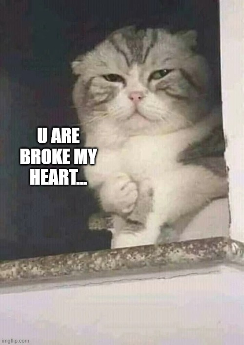 iam hurt | U ARE BROKE MY HEART... | image tagged in cute cat,funny cat memes,hurt feelings | made w/ Imgflip meme maker