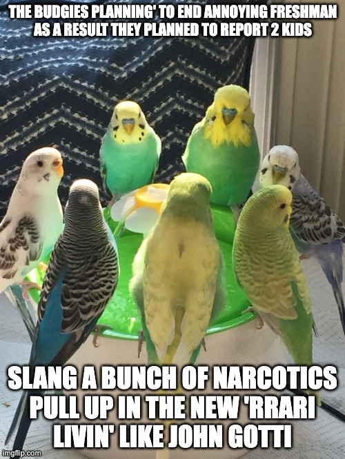 Budgies dealing with annoying/ inappropriately freshman your high school | THE BUDGIES PLANNING' TO END ANNOYING FRESHMAN 
AS A RESULT THEY PLANNED TO REPORT 2 KIDS; SLANG A BUNCH OF NARCOTICS
PULL UP IN THE NEW 'RRARI
LIVIN' LIKE JOHN GOTTI | image tagged in parrot,annoying people | made w/ Imgflip meme maker