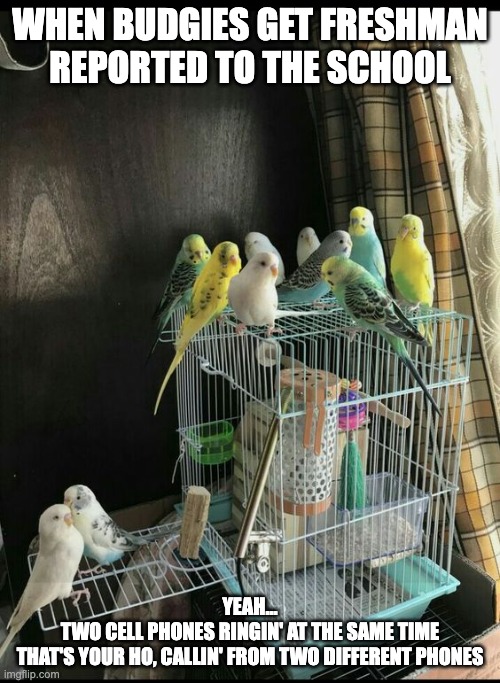 Budgie's Meetin' about how to report annoying freshman | WHEN BUDGIES GET FRESHMAN REPORTED TO THE SCHOOL; YEAH...
TWO CELL PHONES RINGIN' AT THE SAME TIME
THAT'S YOUR HO, CALLIN' FROM TWO DIFFERENT PHONES | image tagged in annoying people,parrot | made w/ Imgflip meme maker