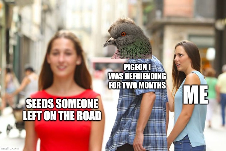 This is so sad... alexa, play despacito | PIGEON I WAS BEFRIENDING FOR TWO MONTHS; ME; SEEDS SOMEONE LEFT ON THE ROAD | image tagged in memes,distracted boyfriend | made w/ Imgflip meme maker