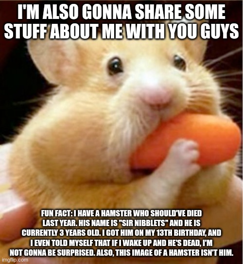 Hamster eats carrot mouthful | I'M ALSO GONNA SHARE SOME STUFF ABOUT ME WITH YOU GUYS; FUN FACT: I HAVE A HAMSTER WHO SHOULD'VE DIED LAST YEAR. HIS NAME IS "SIR NIBBLETS" AND HE IS CURRENTLY 3 YEARS OLD. I GOT HIM ON MY 13TH BIRTHDAY, AND I EVEN TOLD MYSELF THAT IF I WAKE UP AND HE'S DEAD, I'M NOT GONNA BE SURPRISED. ALSO, THIS IMAGE OF A HAMSTER ISN'T HIM. | image tagged in hamster eats carrot mouthful | made w/ Imgflip meme maker