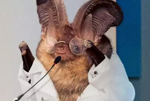 High Quality Science Bat Blank Meme Template