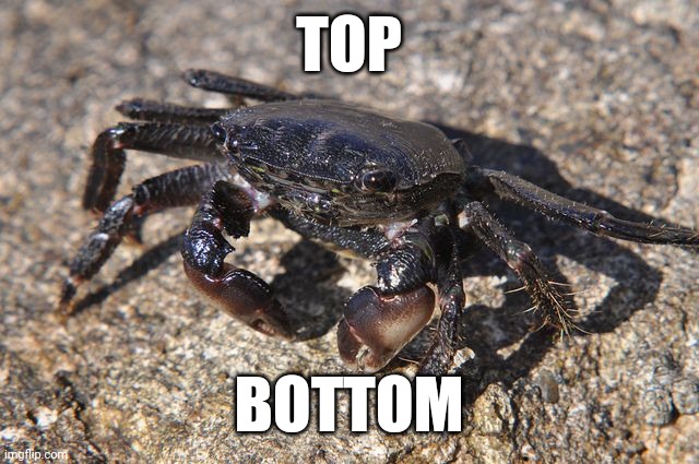 YES Yes yes | TOP; BOTTOM | image tagged in black crab | made w/ Imgflip meme maker