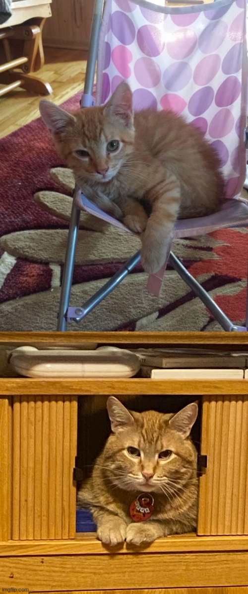My kitty as a kitten and now | made w/ Imgflip meme maker