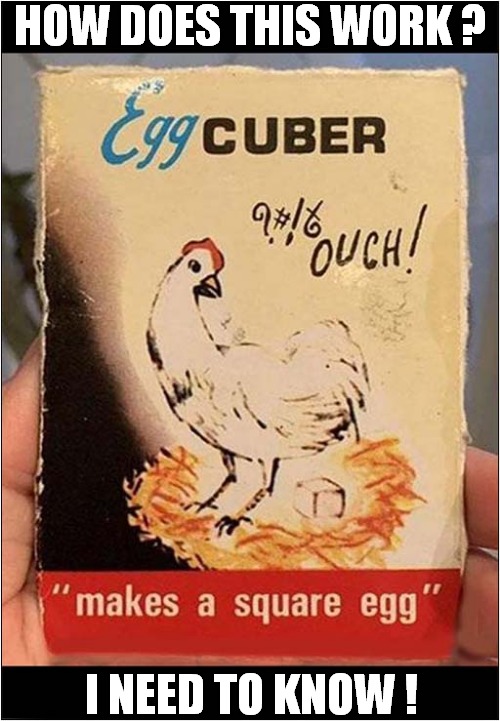 No Wonder The Chicken Squawks ! | HOW DOES THIS WORK ? I NEED TO KNOW ! | image tagged in fun,chicken,square,eggs,squawk | made w/ Imgflip meme maker