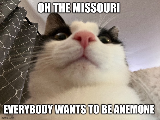 OH THE MISSOURI; EVERYBODY WANTS TO BE ANEMONE | made w/ Imgflip meme maker