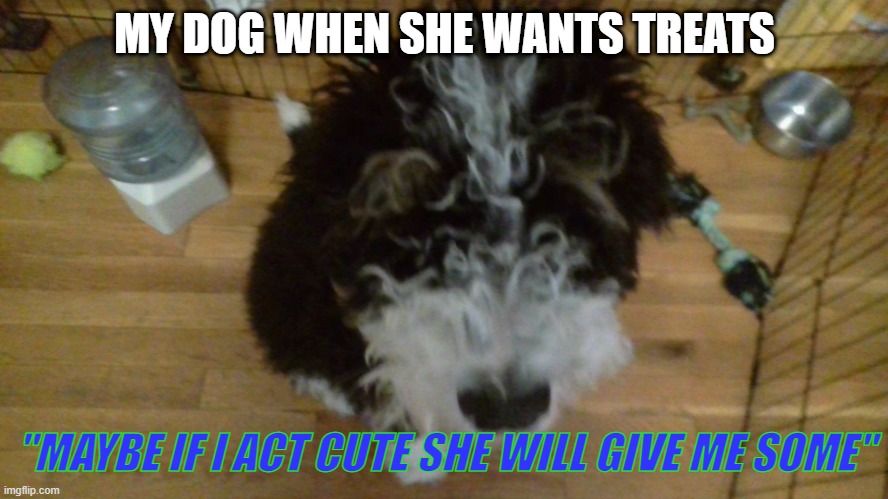 So many tweats | MY DOG WHEN SHE WANTS TREATS; "MAYBE IF I ACT CUTE SHE WILL GIVE ME SOME" | image tagged in treats | made w/ Imgflip meme maker