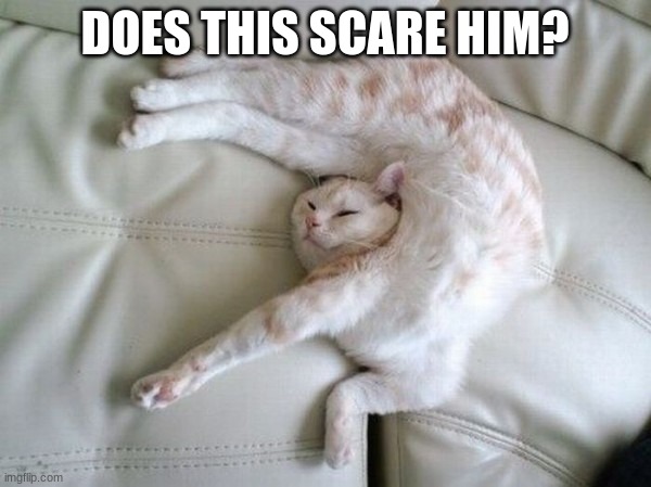acrobatic cat | DOES THIS SCARE HIM? | image tagged in acrobatic cat | made w/ Imgflip meme maker