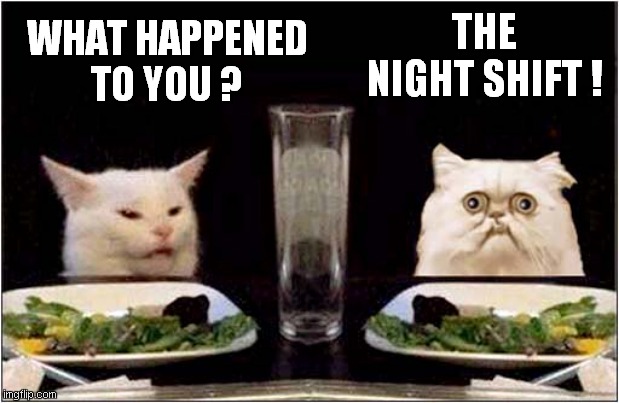 Smudge And Ugly Cat Meet For Lunch ! |  THE NIGHT SHIFT ! WHAT HAPPENED TO YOU ? | image tagged in cats,smudge the cat,ugly cat,woman yelling at cat | made w/ Imgflip meme maker