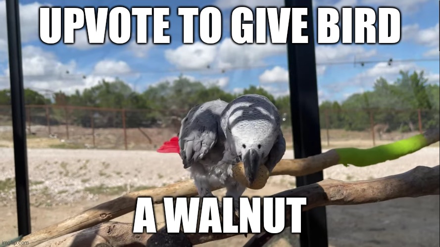 He loves nuts ;) | UPVOTE TO GIVE BIRD; A WALNUT | image tagged in bord with nut | made w/ Imgflip meme maker