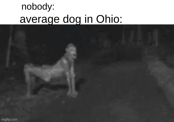 yes, just your average dog in ohio | nobody:; average dog in Ohio: | image tagged in memes | made w/ Imgflip meme maker