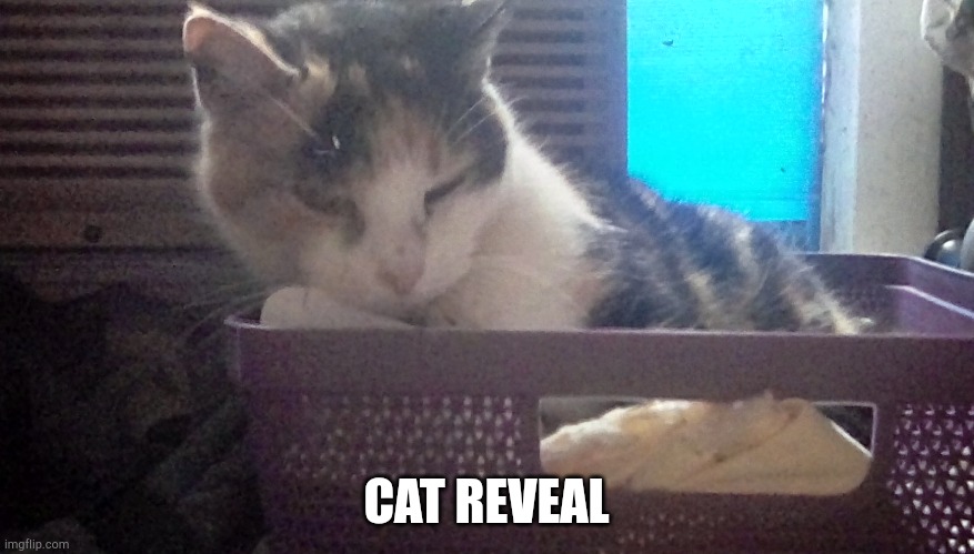 CAT REVEAL | made w/ Imgflip meme maker