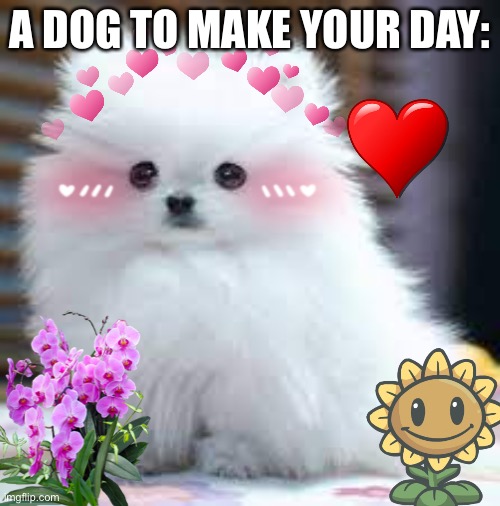 Doggy! | A DOG TO MAKE YOUR DAY: | image tagged in heart heart heart heart | made w/ Imgflip meme maker