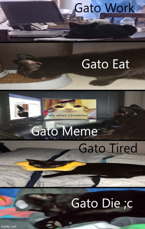 Life of a Gato | image tagged in cat,cute cat,funny cats,cat memes | made w/ Imgflip meme maker
