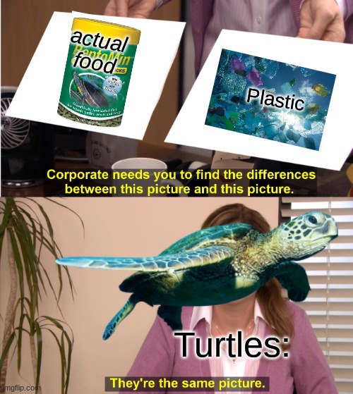 Turtles be like | actual food; Plastic; Turtles: | image tagged in memes,they're the same picture,i like turtles | made w/ Imgflip meme maker