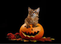High Quality pumpkin cat Blank Meme Template