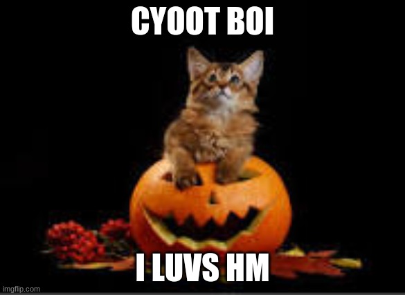 i luvs ths boi | CYOOT BOI; I LUVS HM | image tagged in pumpkin cat,i love him,cute little boi | made w/ Imgflip meme maker