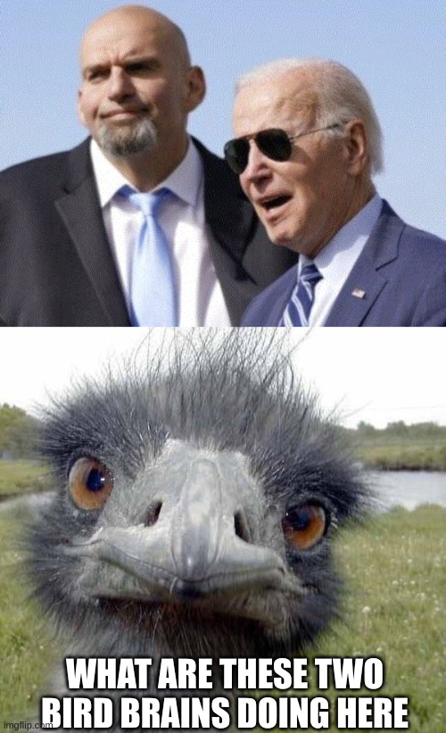 WHAT ARE THESE TWO BIRD BRAINS DOING HERE | image tagged in fetterman and biden,cold stare of ostrich | made w/ Imgflip meme maker
