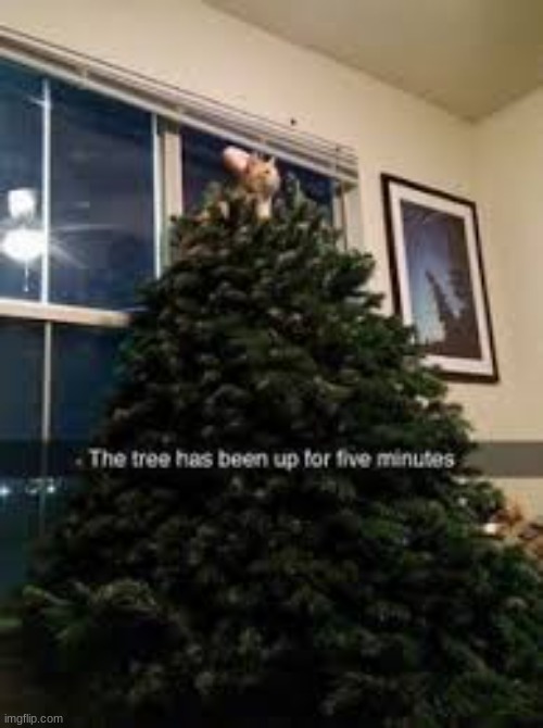 The cat of the hill | made w/ Imgflip meme maker