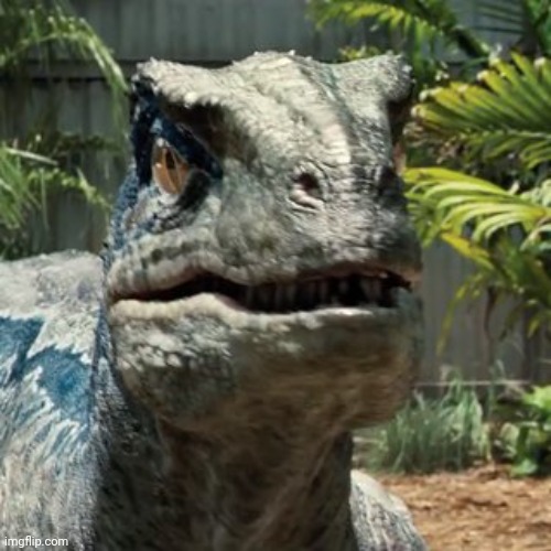 Blue raptor face | image tagged in blue raptor face | made w/ Imgflip meme maker