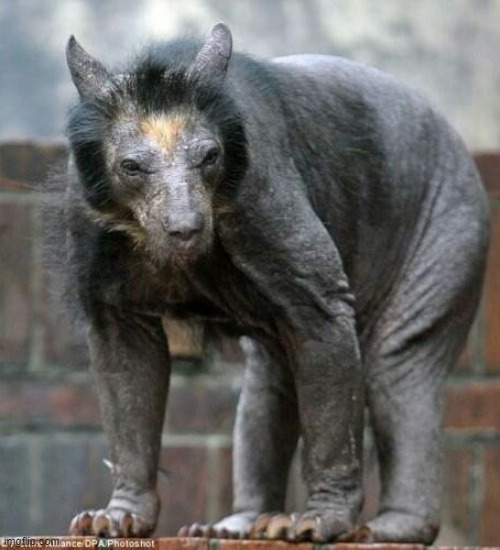 Hairless bear | image tagged in hairless bear | made w/ Imgflip meme maker