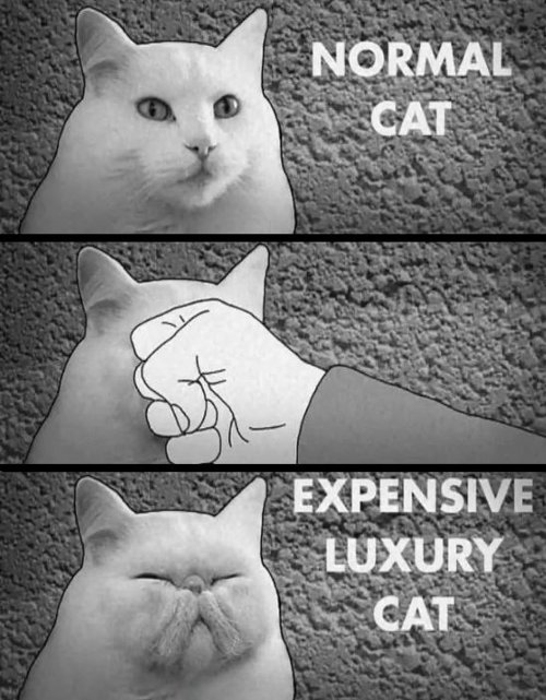 image tagged in funny,cats