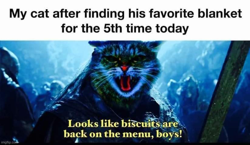 Looks like biscuits are back on the menu | image tagged in cats,biscuits | made w/ Imgflip meme maker