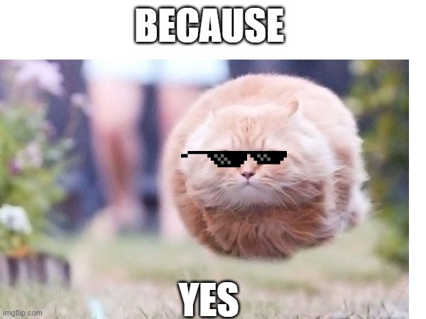Because yes | BECAUSE; YES | image tagged in cats,rejection | made w/ Imgflip meme maker