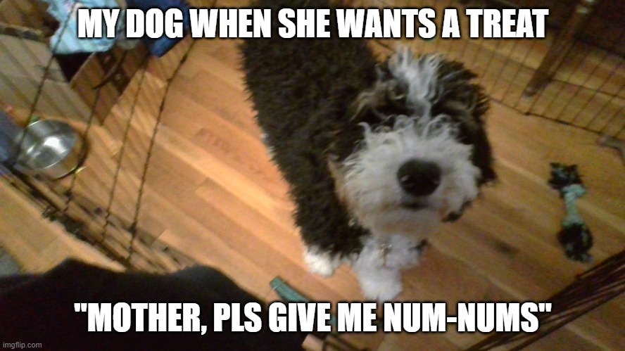 Snwacks | MY DOG WHEN SHE WANTS A TREAT; "MOTHER, PLS GIVE ME NUM-NUMS" | image tagged in oh no | made w/ Imgflip meme maker