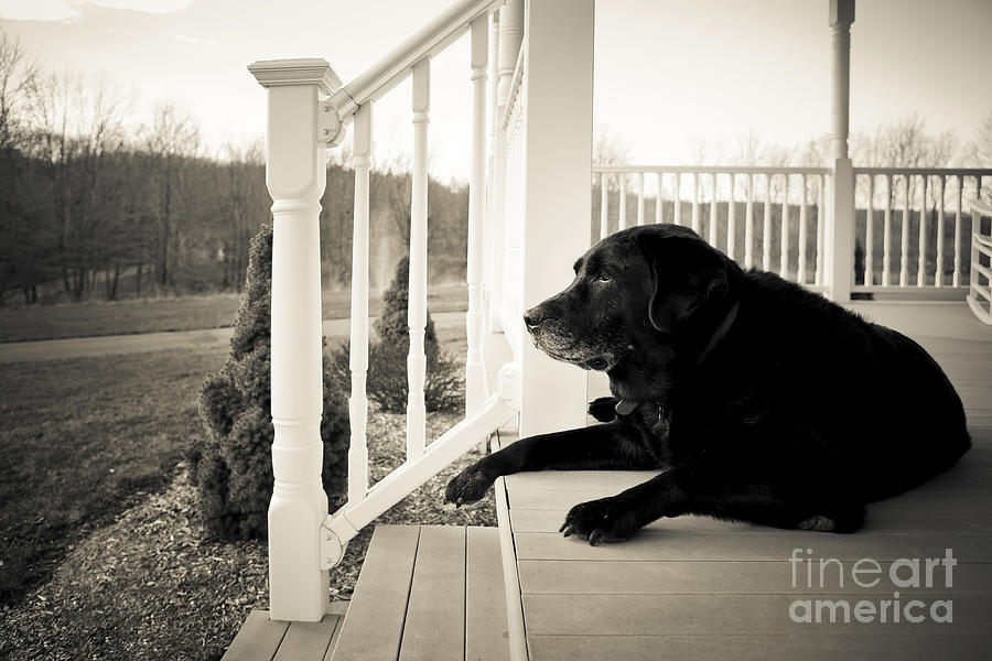 High Quality Old dog on porch Blank Meme Template