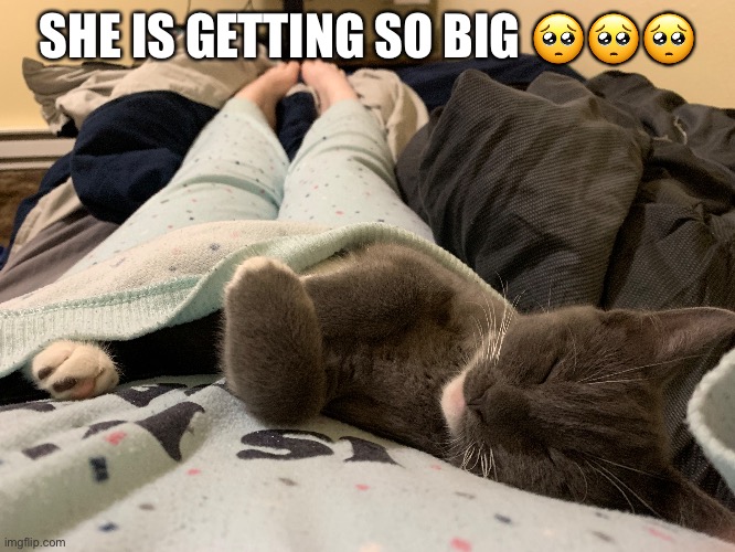 Chubs has claimed me | SHE IS GETTING SO BIG 🥺🥺🥺 | made w/ Imgflip meme maker