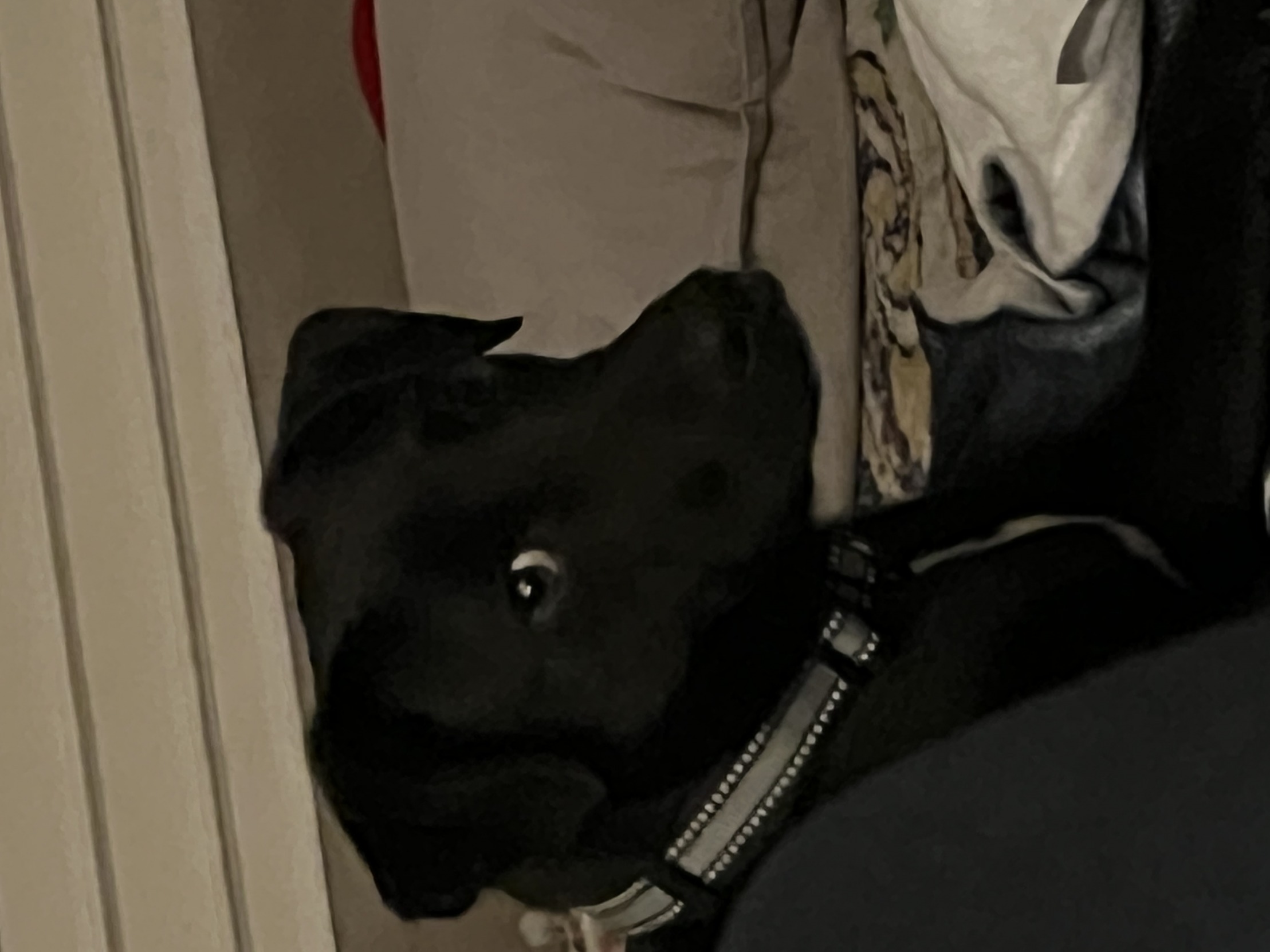 Side eye dog Blank Meme Template