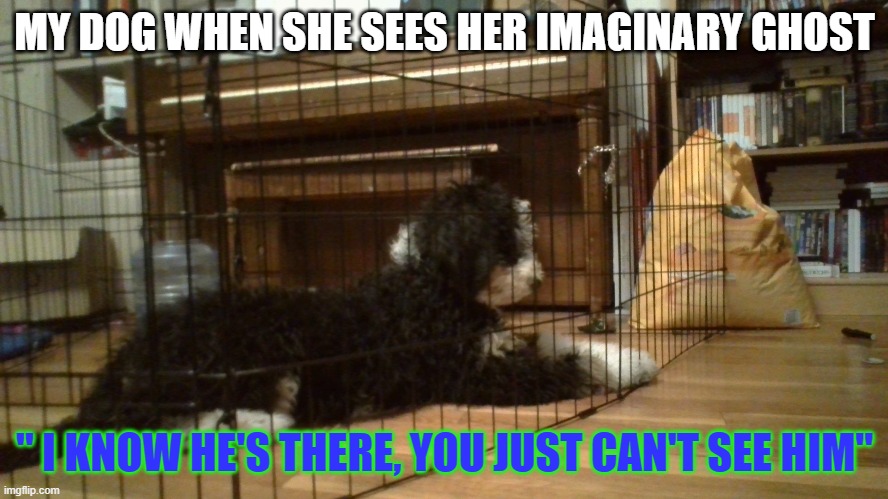 Doggie | MY DOG WHEN SHE SEES HER IMAGINARY GHOST; " I KNOW HE'S THERE, YOU JUST CAN'T SEE HIM" | image tagged in doge | made w/ Imgflip meme maker